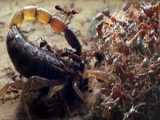 سلاخی کردن عقرب تنها توسط دسته مورچه‌های قاتل