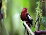 تنها پرنده‌ای که با بال‌هایش آواز می‌خواند !