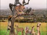 حیات وحش، جنگ داخلی شیرها/حمله شیر برای از بین بردن پلنگ/شکار میمون
