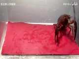 کشته شدن خرچنگ توسط صدپای سرقرمز چینی،سمی ترین صدپای جهان!
