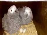 جفت کاسکو روی تخم     عروس هلندی ملنگو کفتر شاه طوطی پرنده کاکادو کوتوله