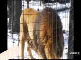 عظیم الجثه ترین گربه سان شیربربری ۴۰۰ کیلویی در رباط