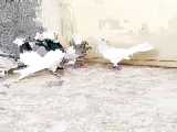 زیباترین کبوتر های طوقی       پلاکی مسافتی عروس هلندی ملنگو شاه طوطی کفتر