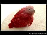 کاسکو رد فکتور (قرمز)دیدین؟     / عروس هلندی ملنگو شاه طوطی کوتوله کبوتر قناری