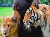 ۱۰ داستان برتر باورنکردنی از دوستی با حیوانات