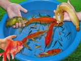 انداختن ماهی کوی و قرمز و گاو ماهی در ظرف پر از ماهی