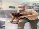 معاینه یک سگ ژرمن شپرد که جیش زد رو میز دکتر