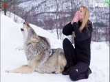 دوستی عجیب زن جوان با گرگ های غول پیکر نروژ