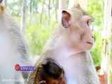 لحظات زیبای شیردادن میمون به فرزندش ـ وینارک روم