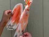 زیباترین طوطی دنیا( کاکادو ماژور میشل )90ملیونی / کاسکو عروس هلندی کوتوله ملنگو