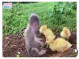 بچه میمون به دنبال کرم برای اردک ها