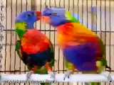 طنز عاشقانه طوطی لوری (｡◕‿◕｡) / کاسکو ملنگو کوتوله برزیلی کفتر طوطی پرنده کبوتر