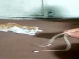 بازی با مزه گربه ها (کریشنا) با سیم شارژرا