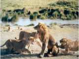جنگ و نبرد شیرها در حیات وحش - دعوای حیوانات - شیر در مقابل 10 شیر