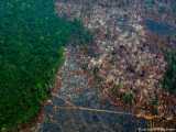 قطع غیرقانونی درختان جنگل های آمازون