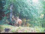 تصاویر دیدنی ثبت شده از حیوانات با دوربین تله‌ای در پارک ملی کیاسر