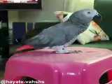 سخنگویی خنده دار کاسکو / ملنگو عروس هلندی کوتوله برزیلی شاه طوطی کفتر کبوتر