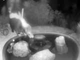 یه نفر توی باغش خرگوش میبینه برا گرفتن تصویر از صحنه آب خوردنش دوربین مخفی میزار