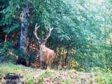 ثبت تصاویر زیبا از حیات وحش توسط دوربین تله‌ای، پارک ملی کیاسر