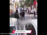 لحظه شلیک پلیس تهران به یک گاو رم کرده