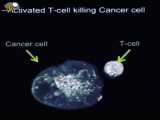 حمله ی لنفوسیت های  T به سلول سرطانی