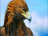 مستند حیات وحش - حملات و شکارهای عقاب