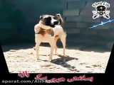 ویدو سگ قدرجونی