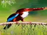 پرندگان رنگارنگ و زیبا