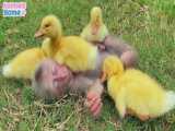 خوابیدن بچه میمون در حین مراقبت از جوجه اردکها