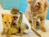 اذیت کردن بچه گربه توسط میمون - حیوانات خانگی