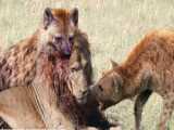 نبرد وحشیانه شیر و کفتار ها - حیات وحش