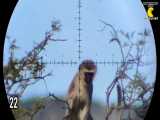 شکار میمون ، 88 شلیک موفق به 88 میمون (تهران سی دی شاپ)