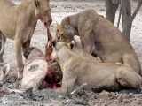 شکار آهو توسط شیر | حیات وحش