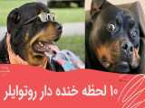 ۱۰ لحظه خنده دار از سگ روتوایلر