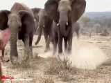 مستند حیات وحش - نجات بچه فیل از چنگال شیرها