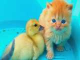 بچه گربه های بامزه در کنار جوجه اردکها
