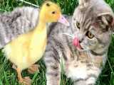 دوستی عجیب بین گربه و جوجه اردکها