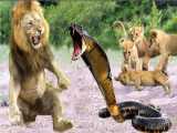 نبرد مار کبرا و شیر - ترسیدن شیر از مار - مستند حیات وحش