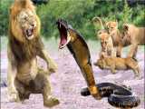 مستند حیات وحش - نبرد شیر با مار سمی