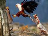 مستند حیات وحش - عقاب‌ و بچه یوزپلنگ - شکار حیوانات