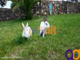 دانلود فوتیج غذا خوردن خرگوش rabbit eating footage