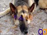 دانلود فوتیج سگ چوپانی ژرمن German Shepherd Dog Footage
