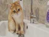 آب نوشیدن گربه کیوت