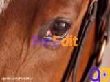 دانلود فوتیج نمای نزدیک از چشم اسب close-up footage of horse eyes