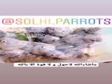 سری جدید جوجه گرینچیک های سرلاکیِ Solhi.parrots کرج 09116994582