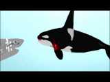 نهنگ قاتل vs کوسه سفید