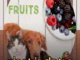 میوه ها و‌ سبزیجات مفید و مضر برای سگ و گربه | پت شاپ کالینا | پت شاپ اسکندری