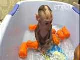 خانم کره ایی که بچه دار نشده این بچه میمون خوشگل رو به فرزندی قبول و حمام HD