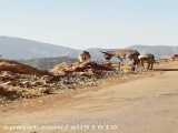 مشاهده چند راس گور خر ایرانی در یکی از مناطق گردشگری لرستان