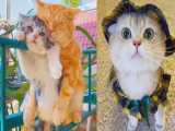 فیلم گربه های شیرین و بامزه - حیوانات خانگی